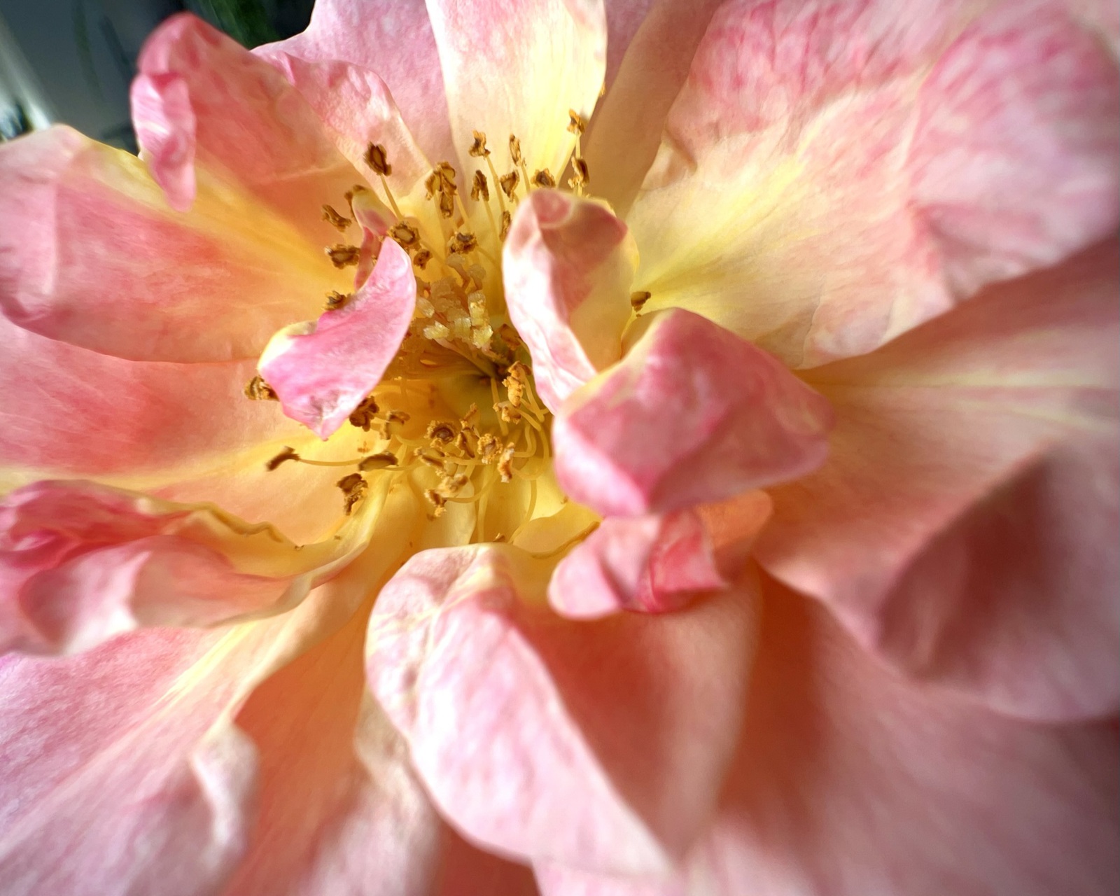Makroaufnahme einer Rose mit dem iPhone 13 Pro