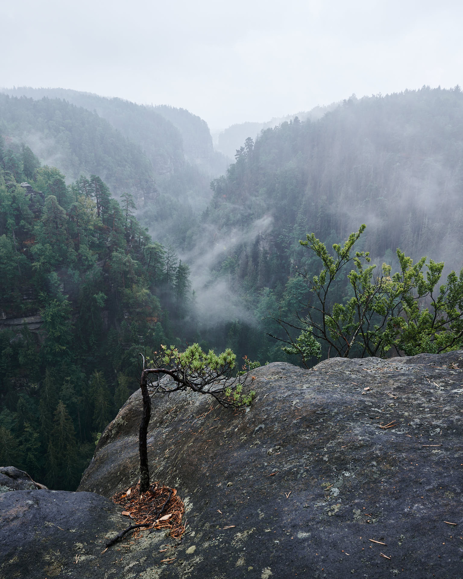 Blick auf das Polenztal in der Nähe des Hockstein im Sommer bei Regen mit aufsteigendem Nebel.