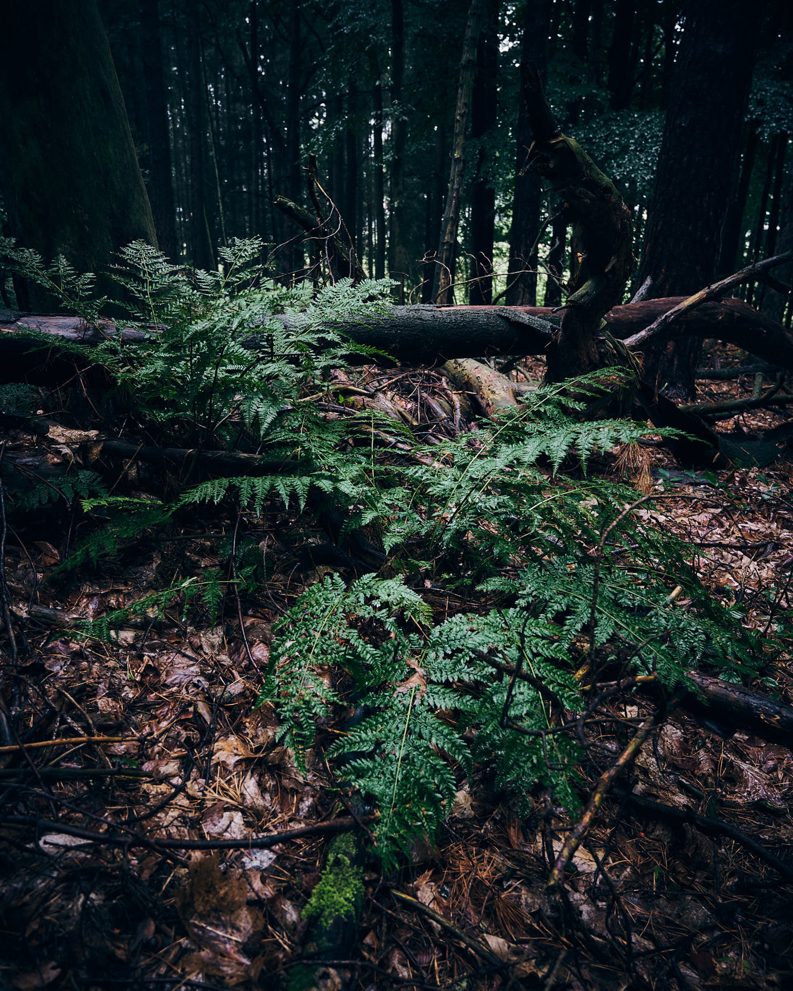 Natur, wie sie aussieht wenn man sie einfach machen lässt und nicht alles Totholz aus dem Wald entfernt. Sieht etwas chaotisch aus, bietet aber Lebensraum für viele Organismen.